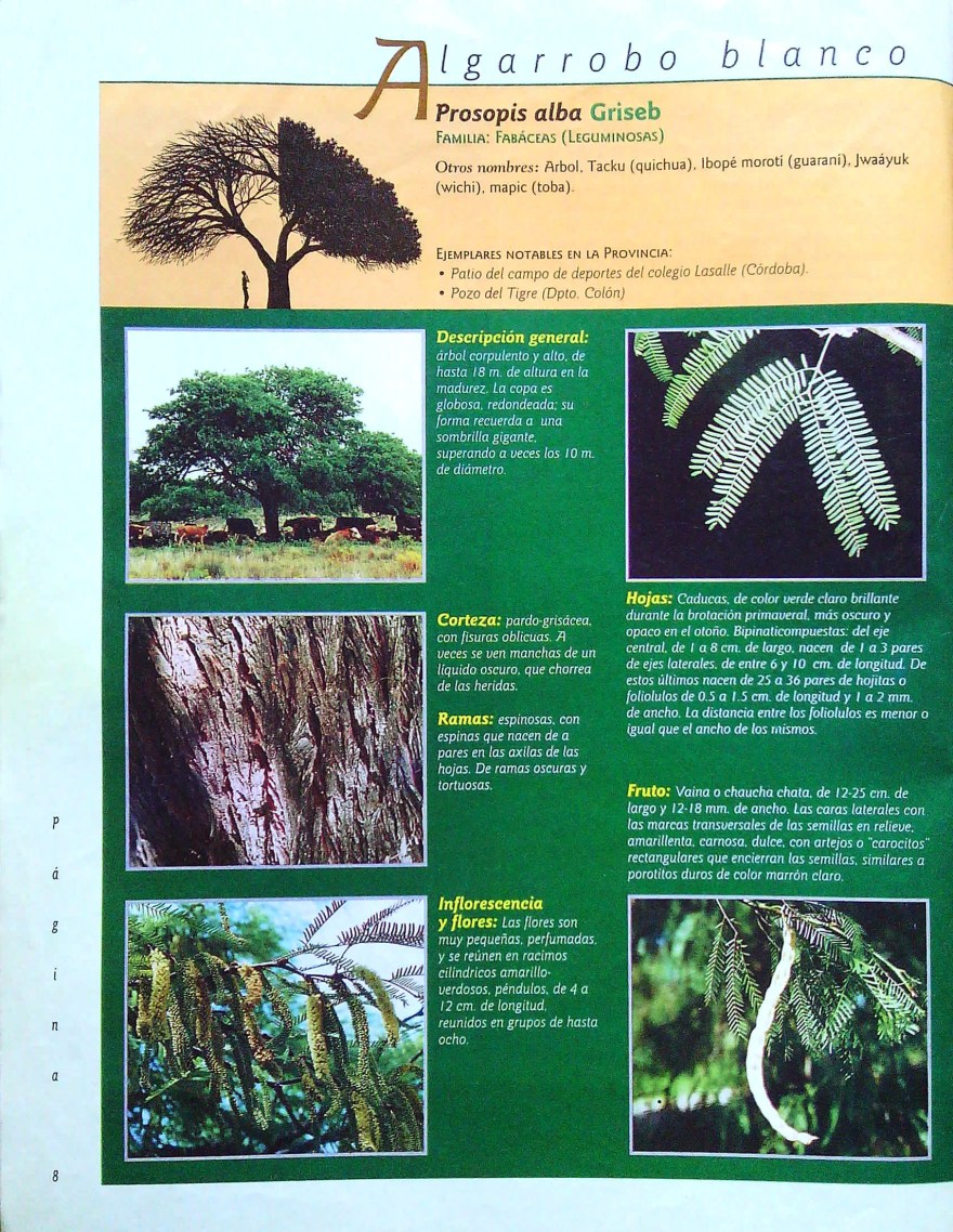algarrobo blanco