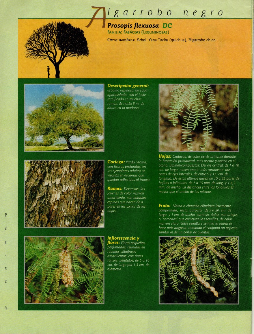 algarrobo negro